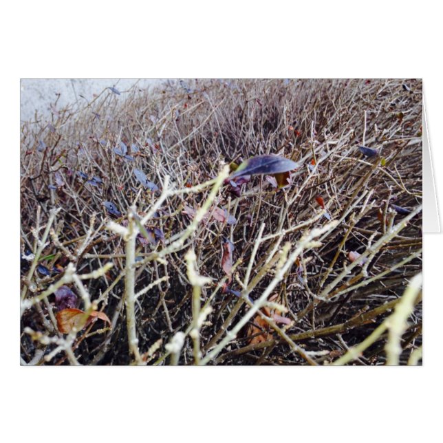 Große Blume, meine Ansicht (Vorderseite (Horizontal))