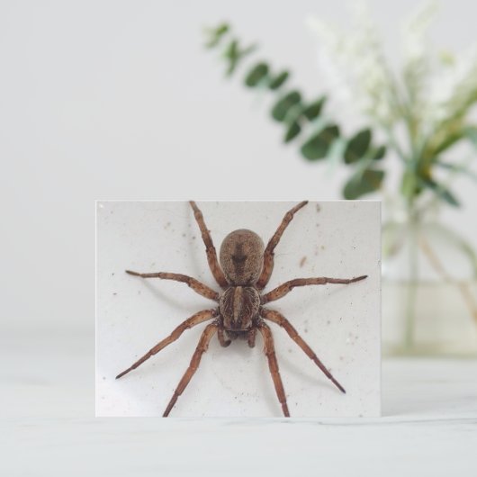 große braune, spinnenähnliche Spinne Postkarte (Stehend Vorderseite)