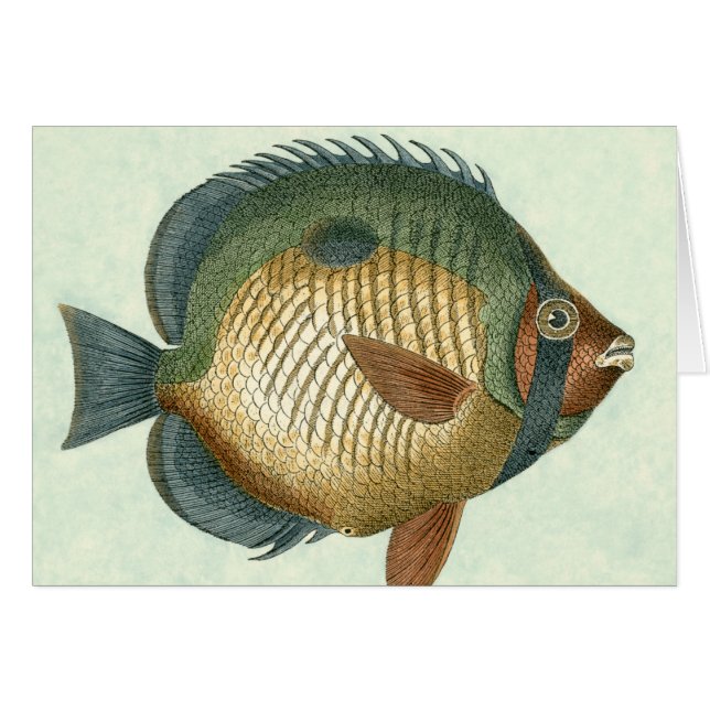Große bunte Fische (Vorderseite (Horizontal))