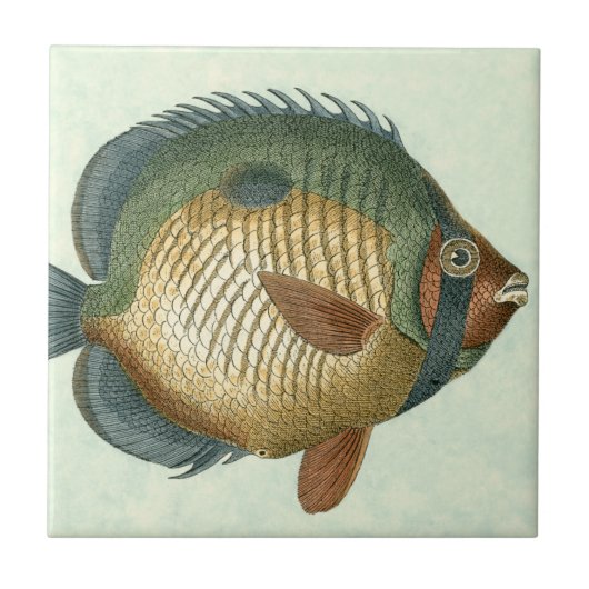 Große bunte Fische Fliese (Vorderseite)