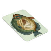 Große bunte Fische Magnet (Rechte Seite)