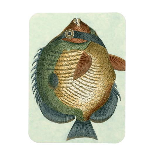 Große bunte Fische Magnet (Vertikal)