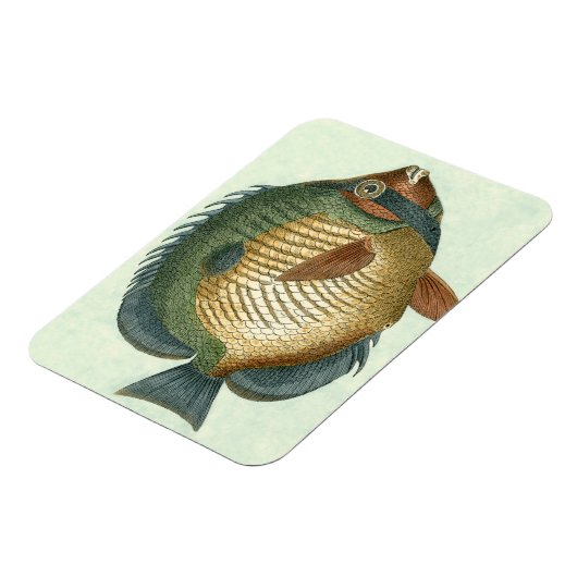 Große bunte Fische Magnet (Linke Seite)