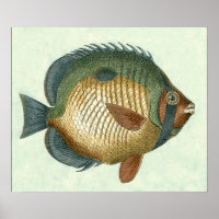 Große bunte Fische