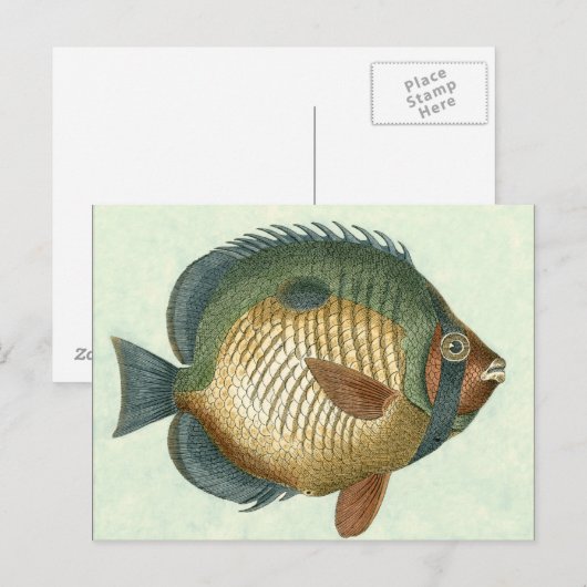 Große bunte Fische Postkarte (Vorne/Hinten)