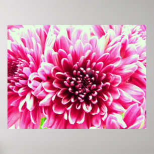 große chrysanthemum rosa Blume Leinwand Poster