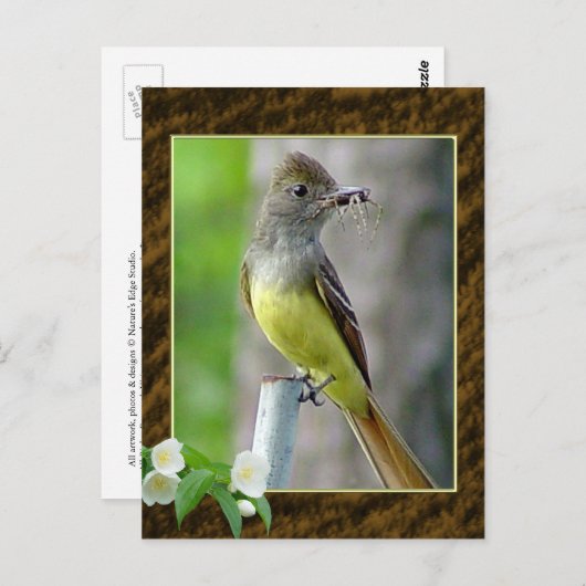 Große Creative Flycatcher Postkarte 2 (Vorne/Hinten)