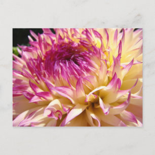 Große Dahlien-Blumen-Postkarte Rosa Dahlien-Garten Postkarte