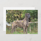 große dane Bindle voll Postkarte (Vorne/Hinten)