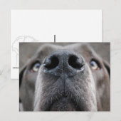 Große Däne Nase Postkarte (Vorne/Hinten)