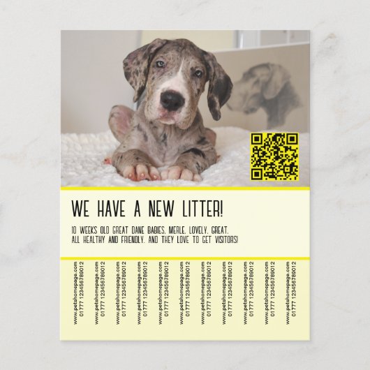 Große Dane Welpen für den Verkauf von Flyer (Vorne)