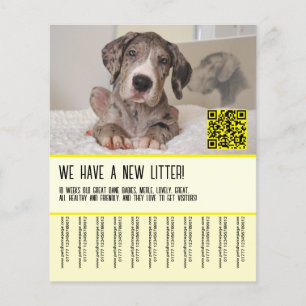 Große Dane Welpen für den Verkauf von Flyer