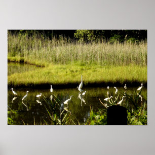 Große Egrets im Sumpf Poster