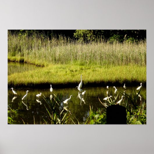 Große Egrets im Sumpf Poster (Vorne)