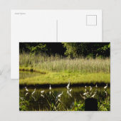 Große Egrets im Sumpf Postkarte (Vorne/Hinten)