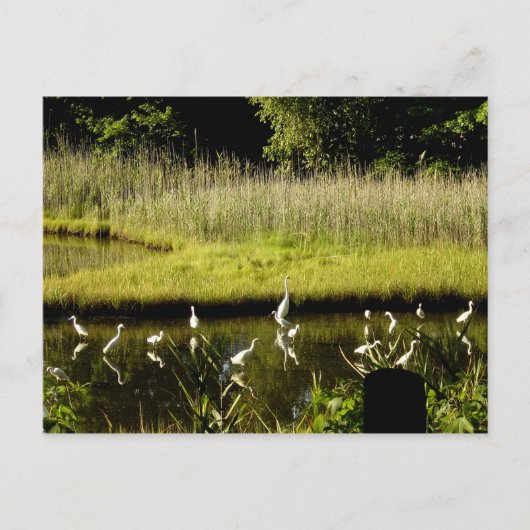 Große Egrets im Sumpf Postkarte (Vorderseite)