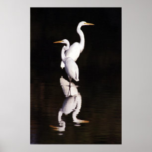Große Egrets Poster