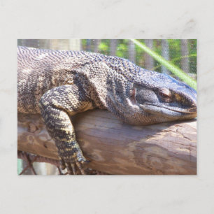 große Eidechse auf Login nah Postkarte