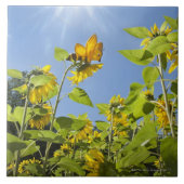 große Extrabiene auf Sonnenblume Fliese (Vorderseite)