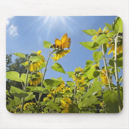 große Extrabiene auf Sonnenblume Mousepad (Vorne)