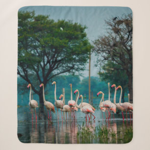 Große Flamingoherde im natürlichen Lebensraum. Ein Sherpadecke