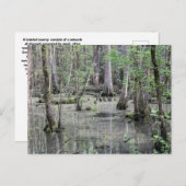 Große geflochtene Sumpfpostkarte Postkarte (Vorne/Hinten)