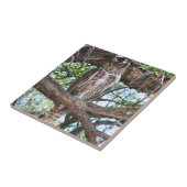 Große gehörnte Eulen-kleine Keramik-Foto-Fliese Fliese (Seite)