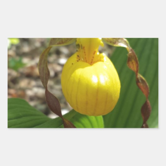 Große Gelbe Dame Slipper Cypripedium Rechteckiger Aufkleber (Vorderseite)