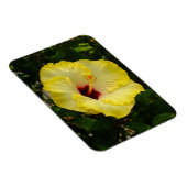 Große gelbe Hibiskus-Blume Magnet (Rechte Seite)