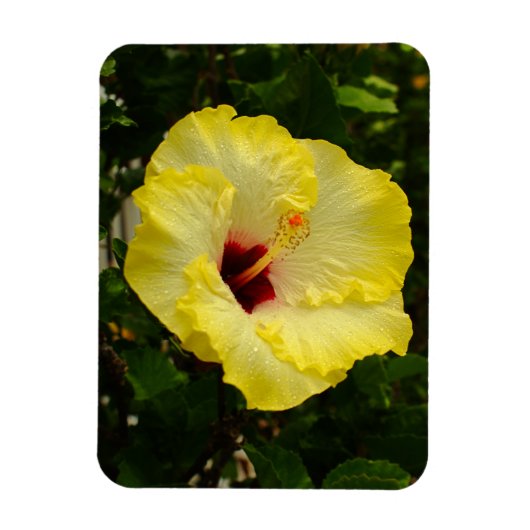 Große gelbe Hibiskus-Blume Magnet (Vertikal)