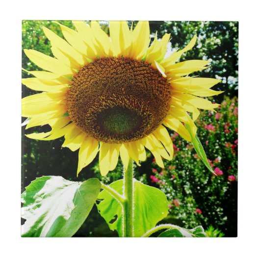 Große gelbe Sonnenblume Fliese (Vorderseite)