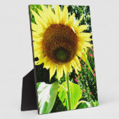 Große gelbe Sonnenblume Fotoplatte (Seite)