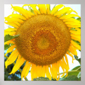 Große gelbe Sonnenblume Poster (Vorne)