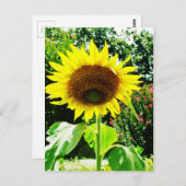 Große gelbe Sonnenblume Postkarte (Vorne/Hinten)