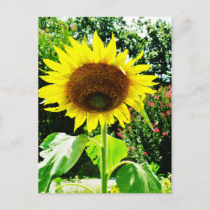Große gelbe Sonnenblume Postkarte