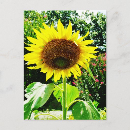 Große gelbe Sonnenblume Postkarte (Vorderseite)