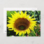 Große gelbe Sonnenblume Postkarte (Vorne/Hinten)
