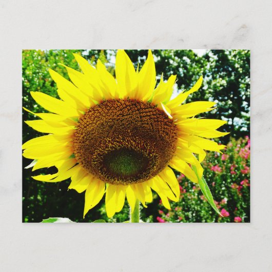 Große gelbe Sonnenblume Postkarte (Vorderseite)