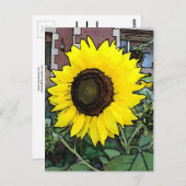 Große gelbe Sonnenblume Postkarte (Vorne/Hinten)