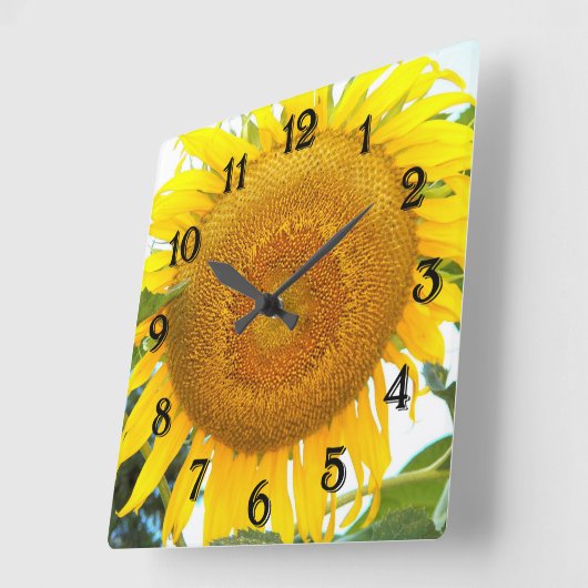 Große gelbe Sonnenblume Quadratische Wanduhr (Winkel)