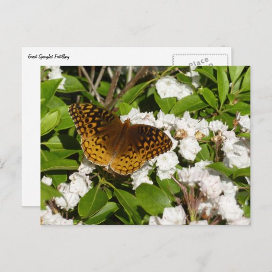 Große geschwungene Fritille auf dem Berg Laurel Postkarte (Vorne/Hinten)