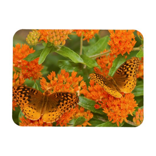 Große, gesprenkelte Fritillen auf Schmetterling-Mi Magnet (Horizontal)