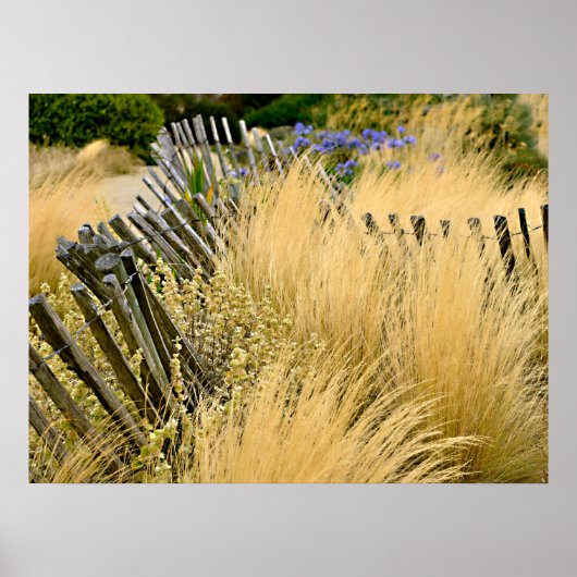 Große Goldgräser in Frankreich Poster (Vorne)