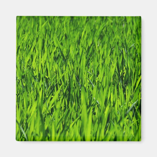 Große Grasblätter Magnet (Vorne)