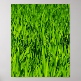 Große Grasblätter Poster