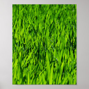 Große Grasblätter Poster