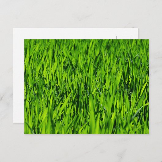 Große Grasblätter Postkarte (Vorne/Hinten)
