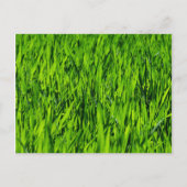 Große Grasblätter Postkarte (Vorderseite)