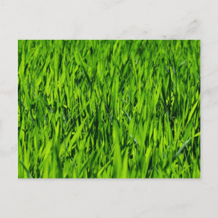 Große Grasblätter Postkarte