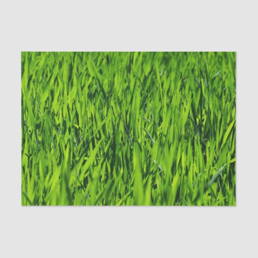 Große Grasblätter Seidenpapier (Vorderseite)